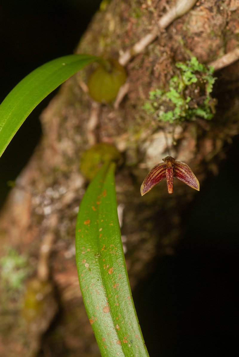 Bulbophyllum johnsonii photo 6