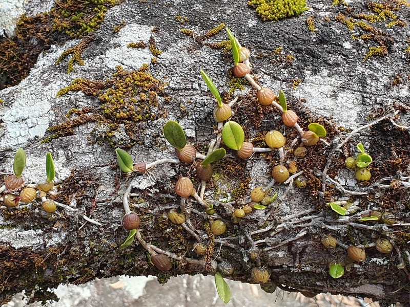 Bulbophyllum johnsonii photo 7