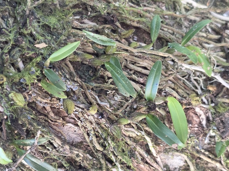 Bulbophyllum johnsonii photo 8
