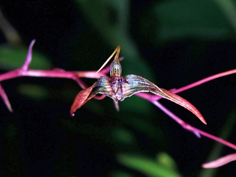 Bulbophyllum jolandae photo 2