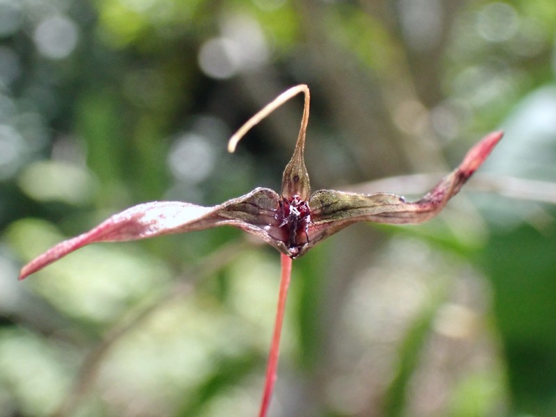 Bulbophyllum jolandae photo 3