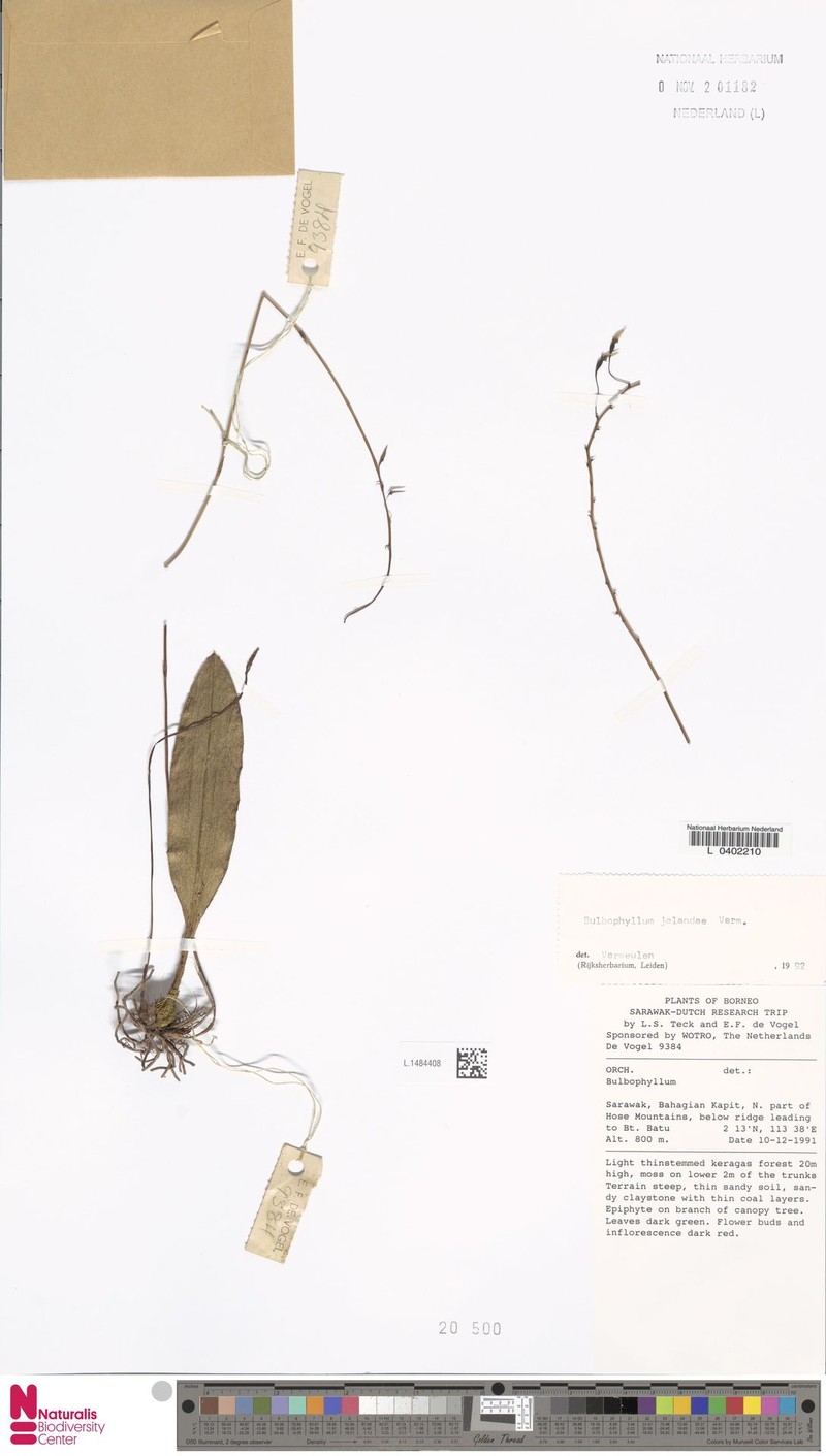 Bulbophyllum jolandae photo 5