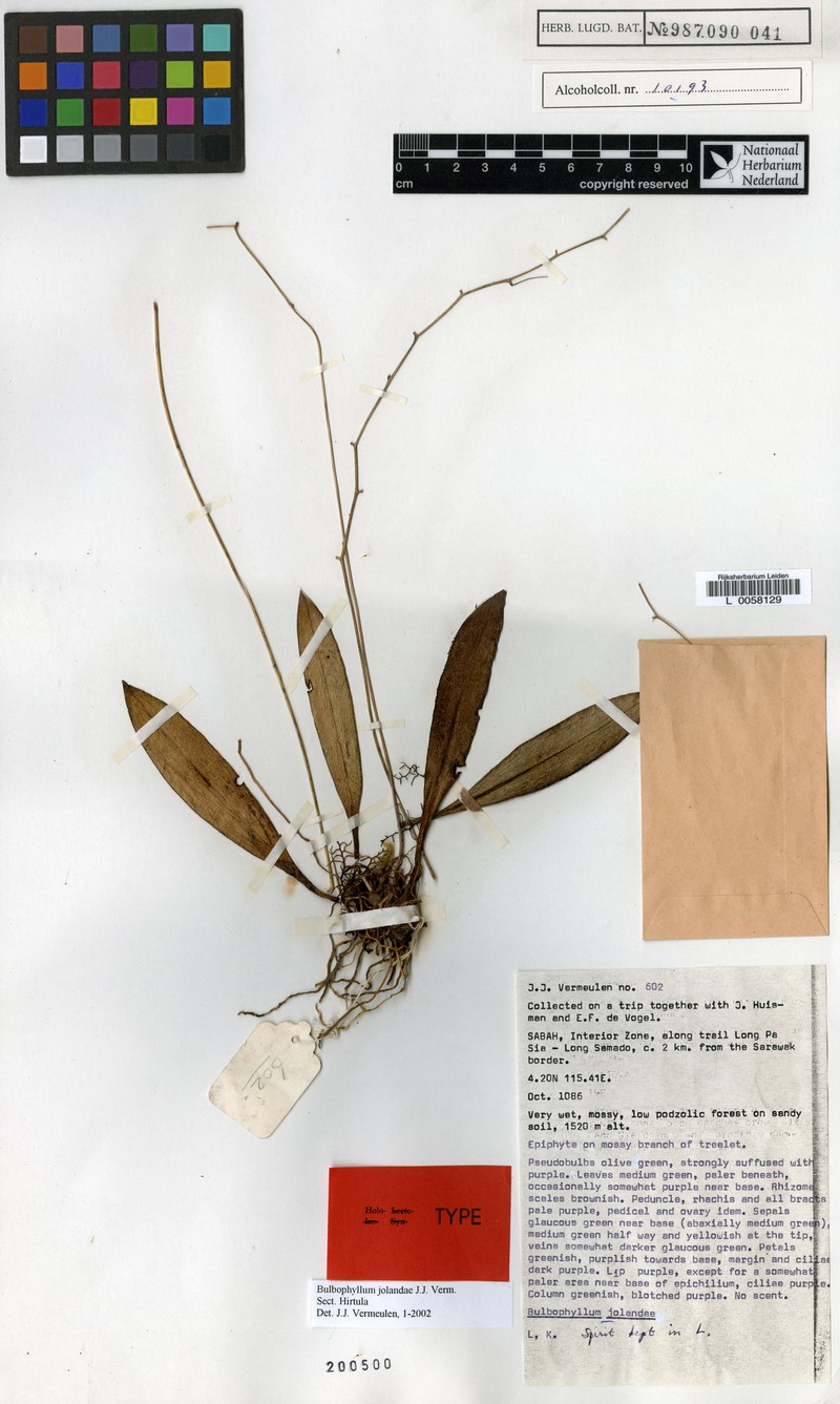 Bulbophyllum jolandae photo 6
