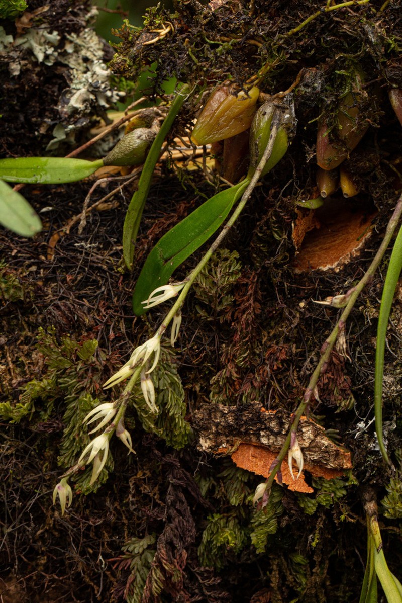 Bulbophyllum josephi