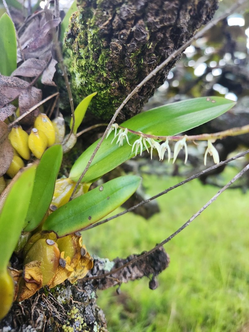 Bulbophyllum josephi photo 2