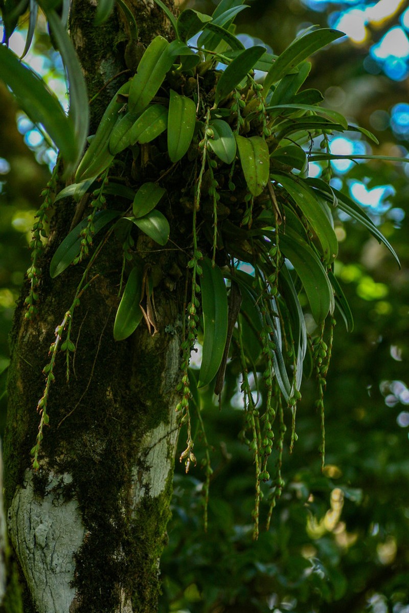 Bulbophyllum josephi photo 3