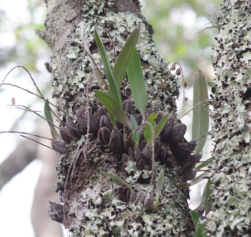 Bulbophyllum josephi photo 4