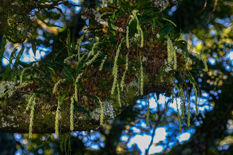 Bulbophyllum josephi photo 5