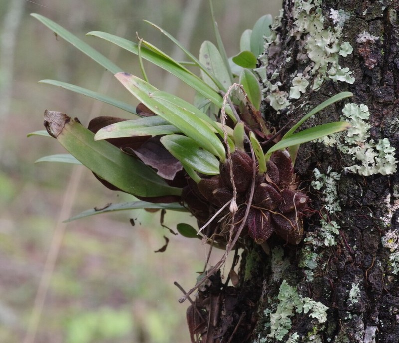 Bulbophyllum josephi photo 7
