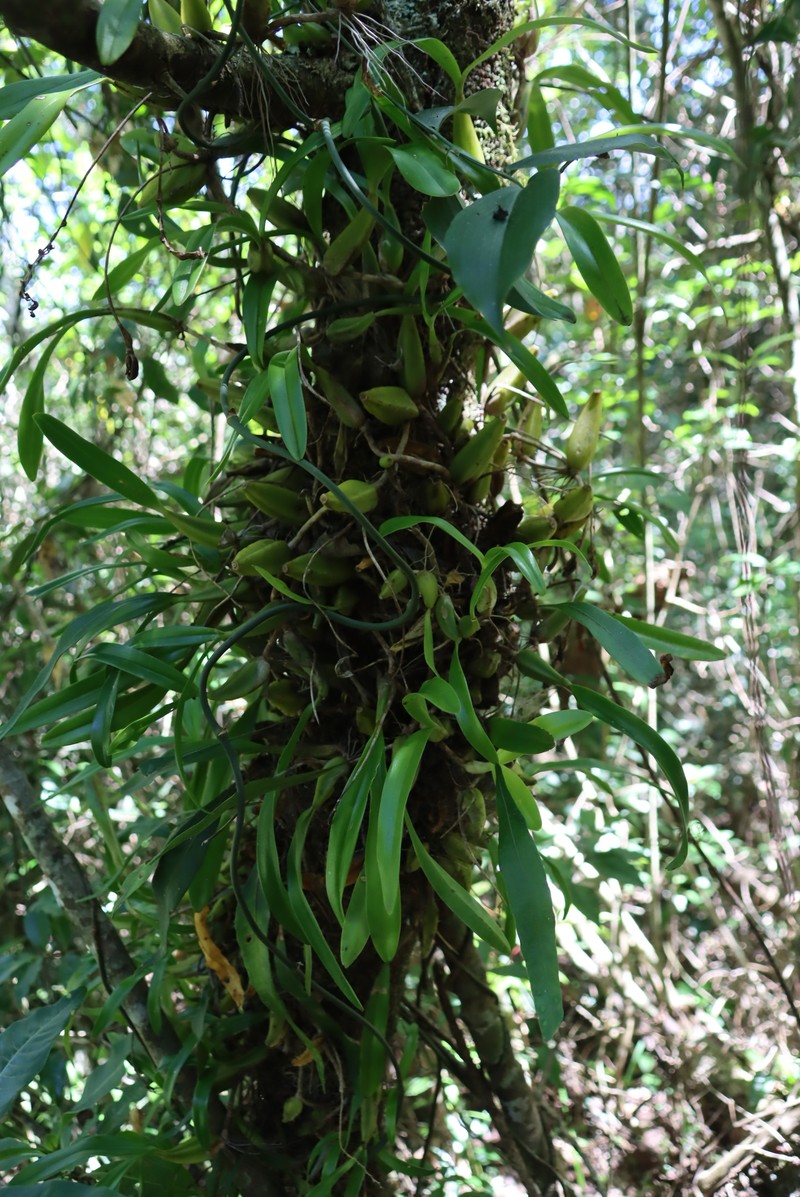 Bulbophyllum josephi photo 8
