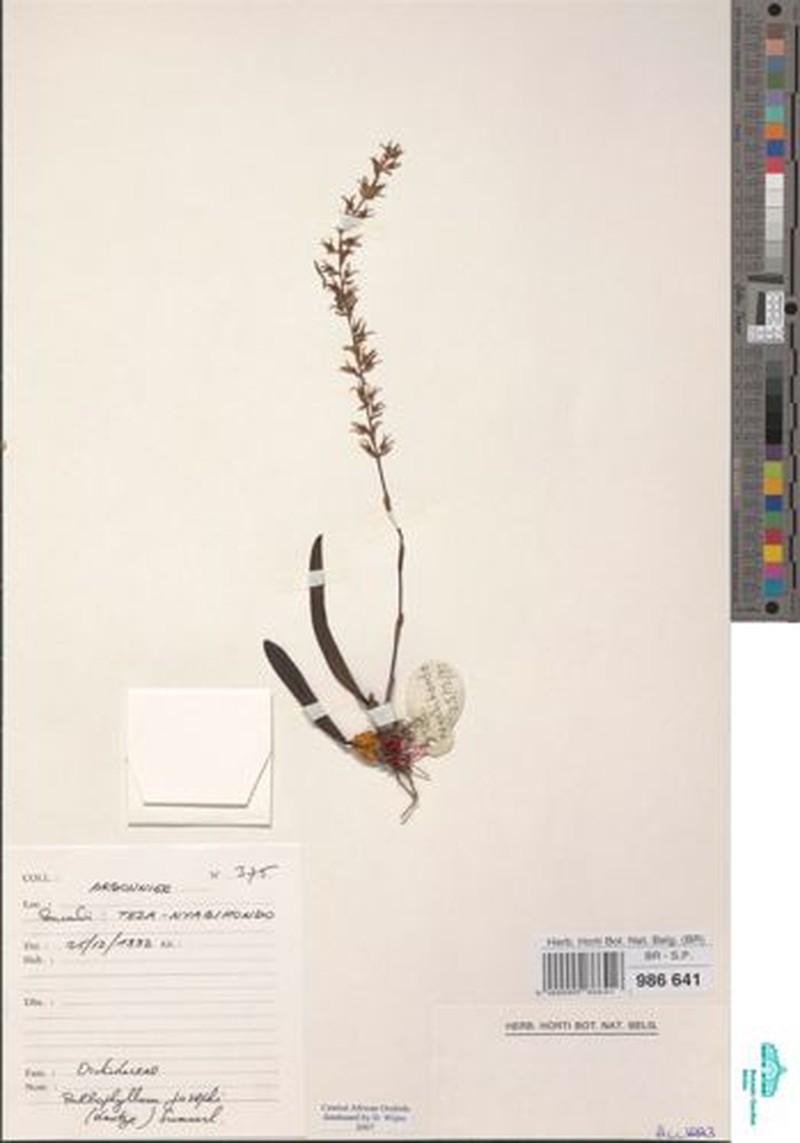 Bulbophyllum josephi var. josephi