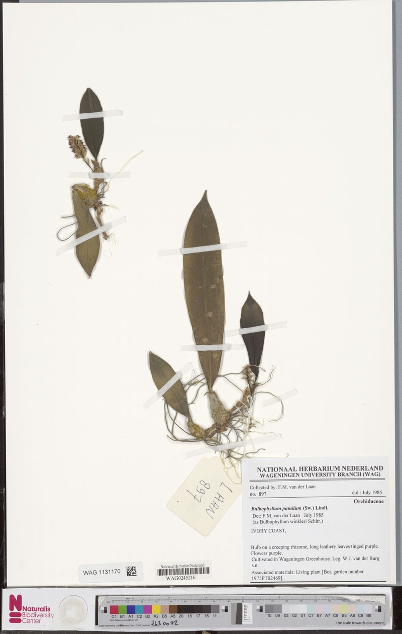 Bulbophyllum josephi var. josephi photo 2