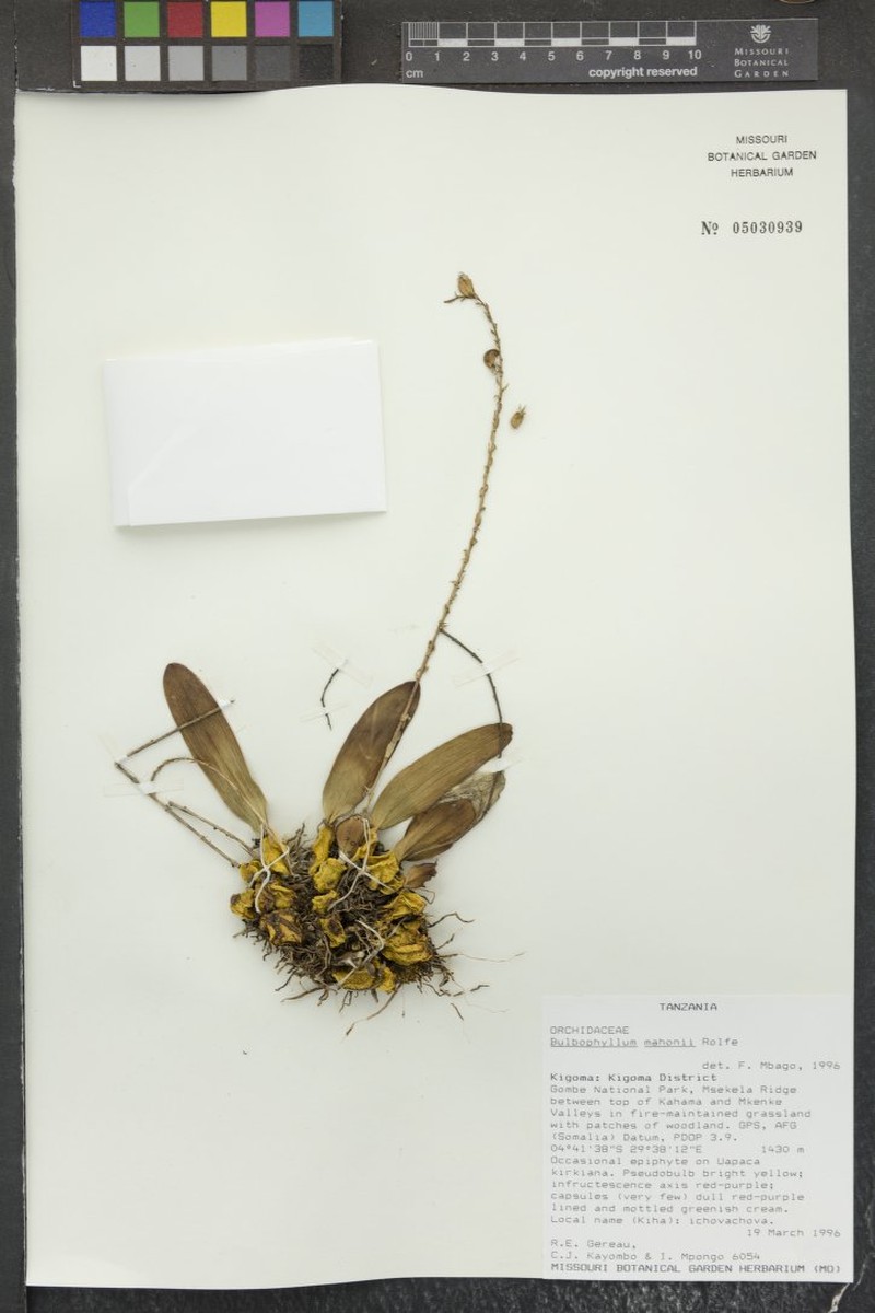 Bulbophyllum josephi var. mahonii