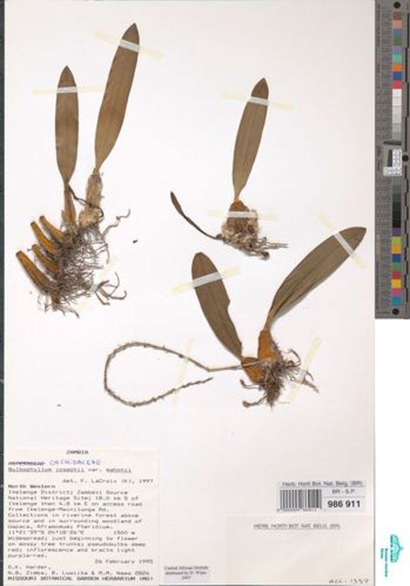 Bulbophyllum josephi var. mahonii photo 2