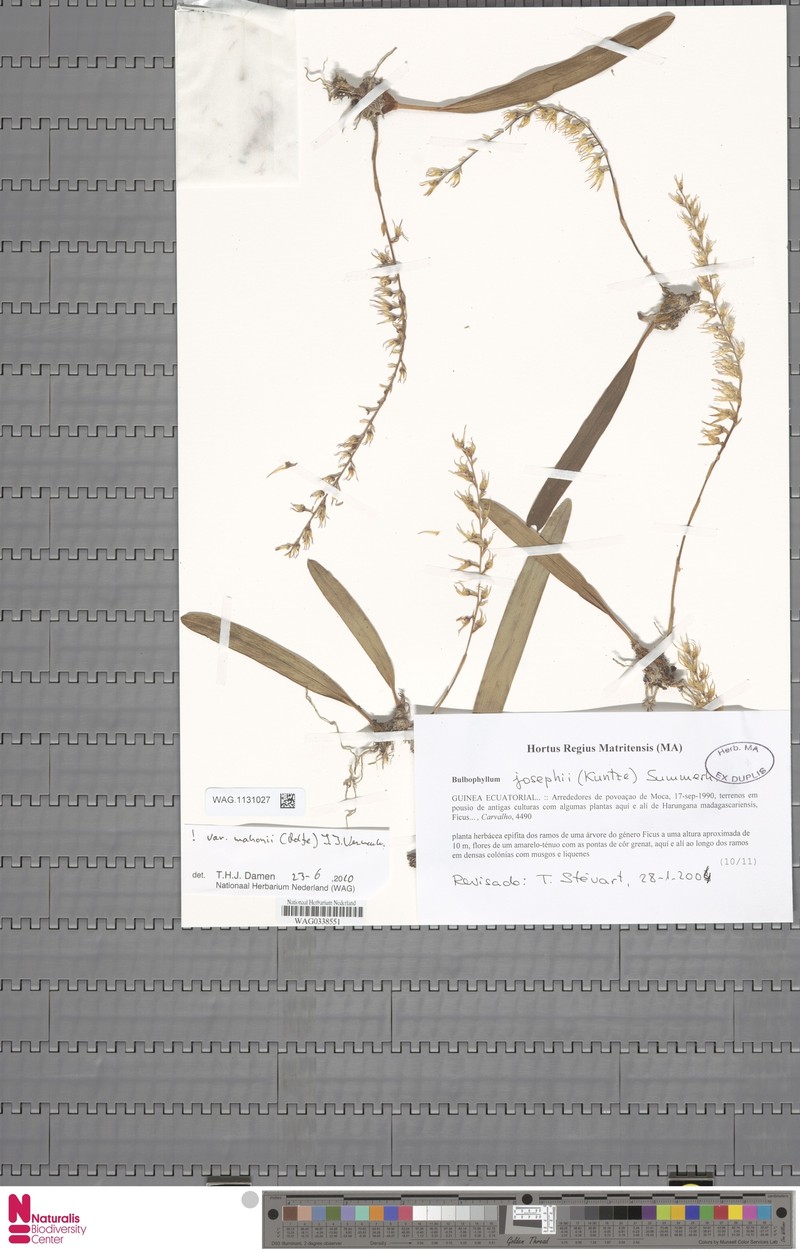 Bulbophyllum josephi var. mahonii photo 4