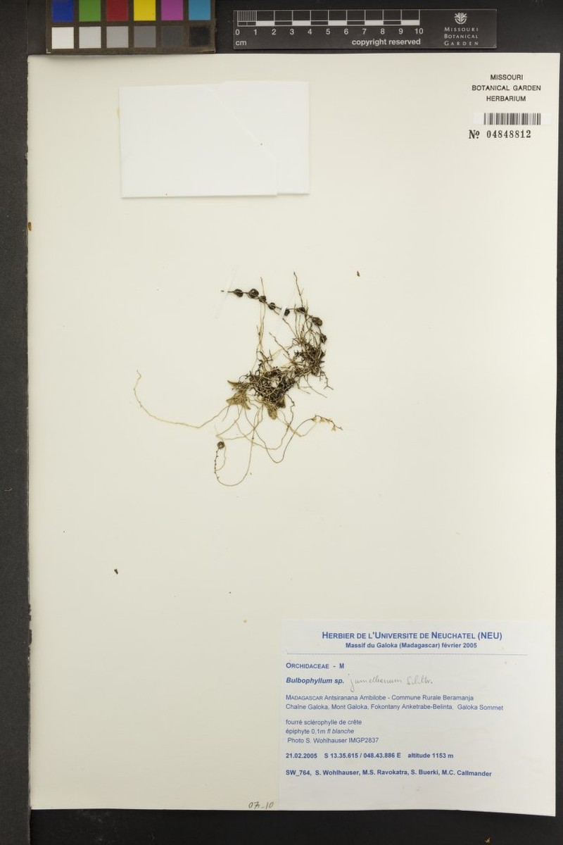 Bulbophyllum jumelleanum