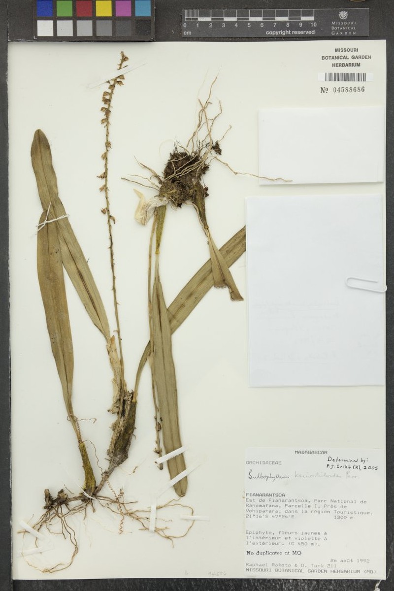 Bulbophyllum kainochiloides