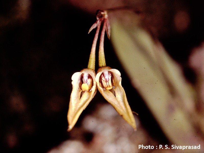 Bulbophyllum kaitiense