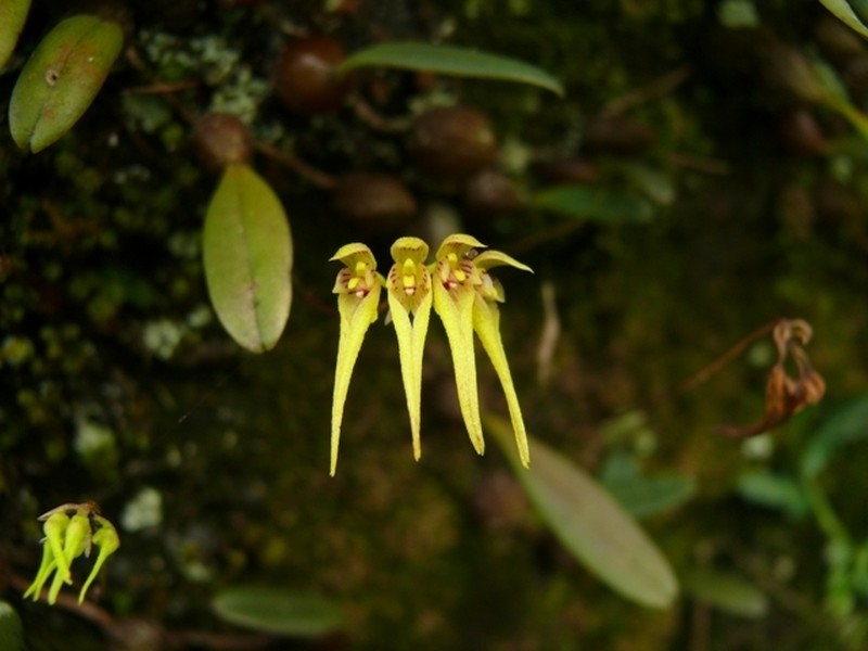 Bulbophyllum kaitiense photo 4