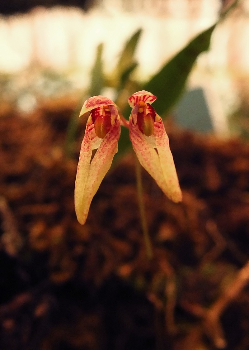 Bulbophyllum kaitiense photo 6