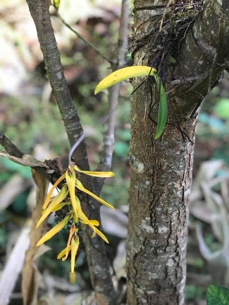 Bulbophyllum kanburiense