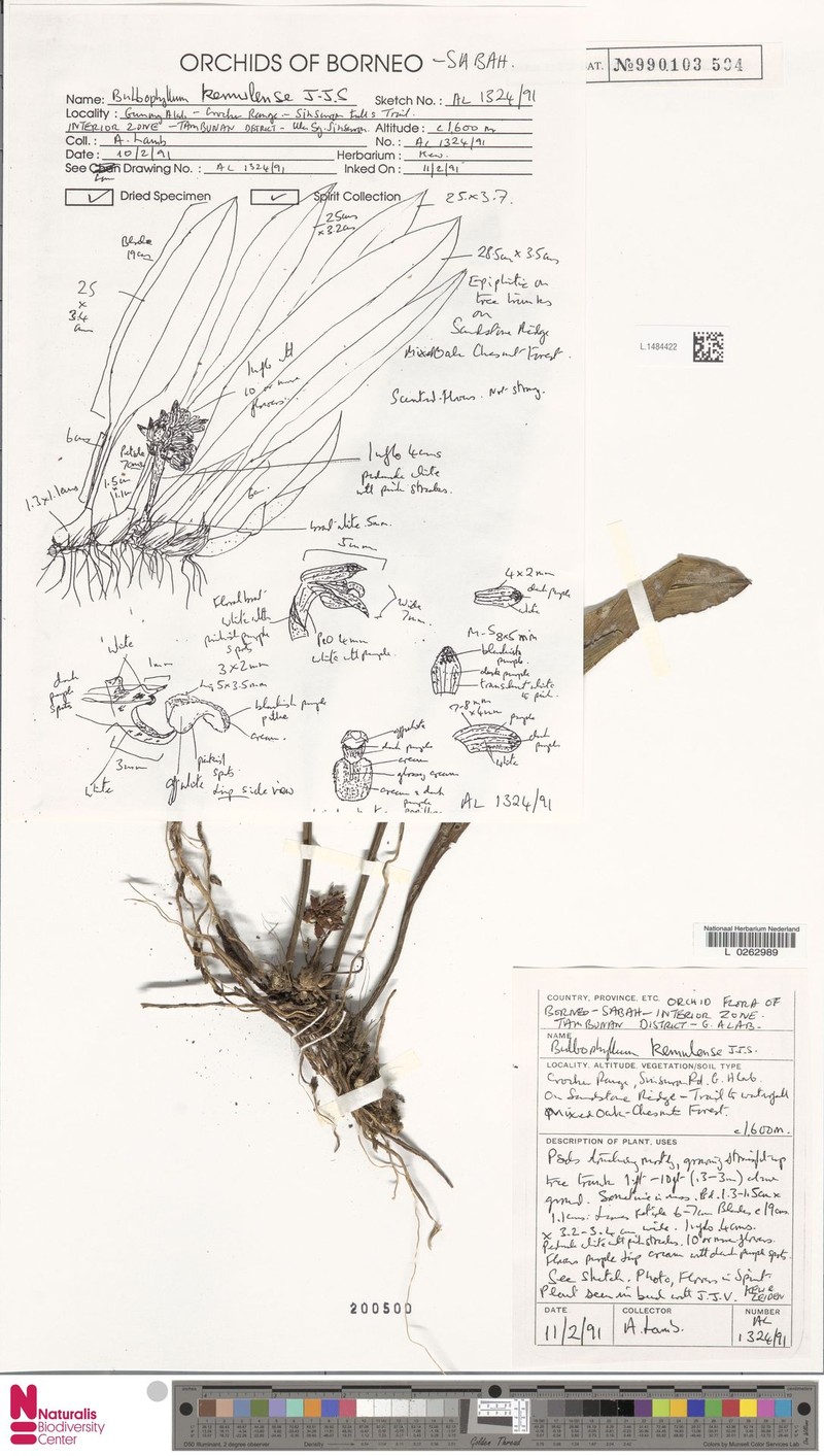 Bulbophyllum kemulense