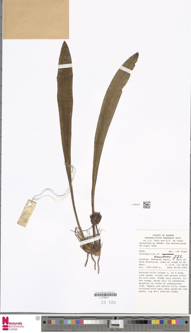 Bulbophyllum kemulense photo 2