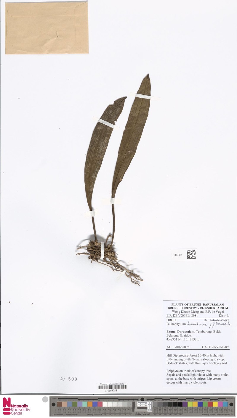 Bulbophyllum kemulense photo 3