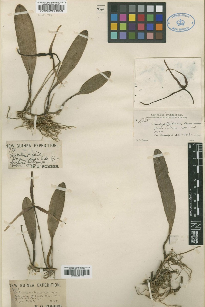 Bulbophyllum kermesinum photo 2