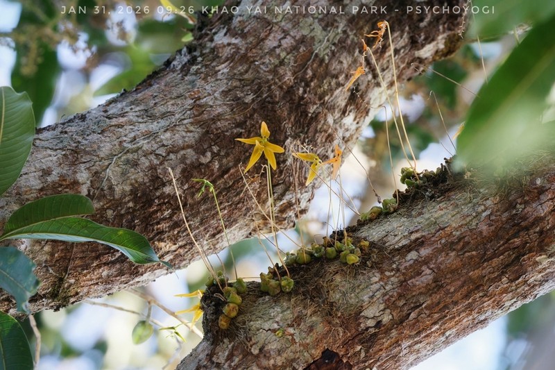 Bulbophyllum khaoyaiense photo 2