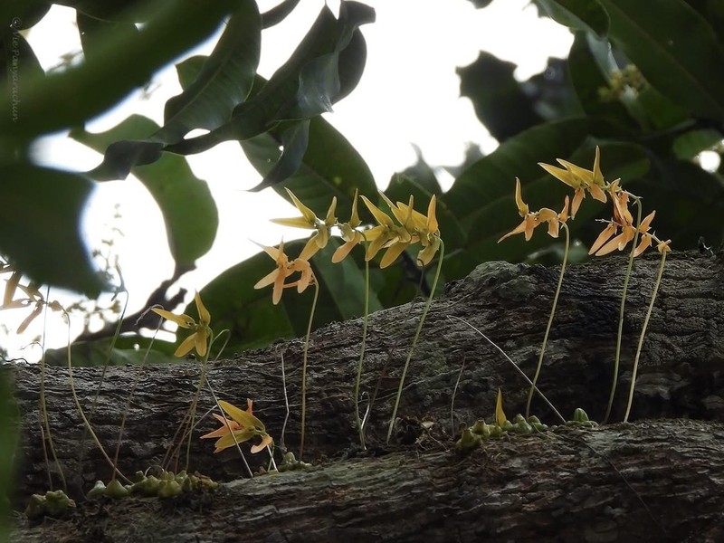 Bulbophyllum khaoyaiense photo 3