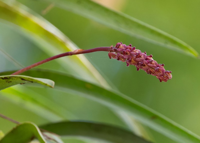 Bulbophyllum khasyanum