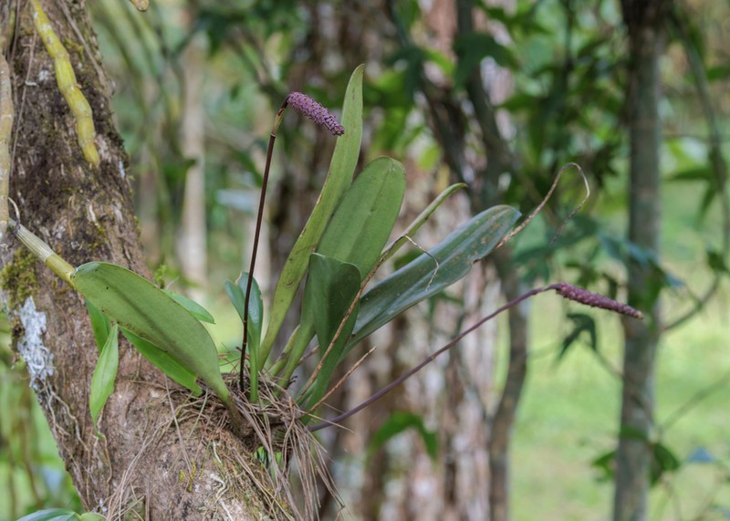 Bulbophyllum khasyanum photo 2