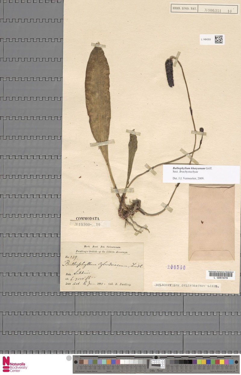 Bulbophyllum khasyanum photo 3