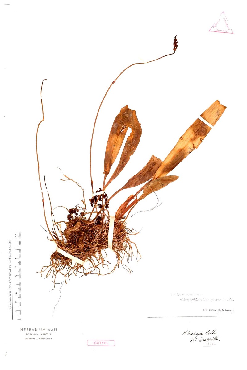 Bulbophyllum khasyanum photo 4