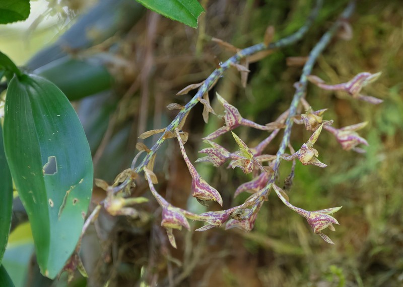 Bulbophyllum kingii