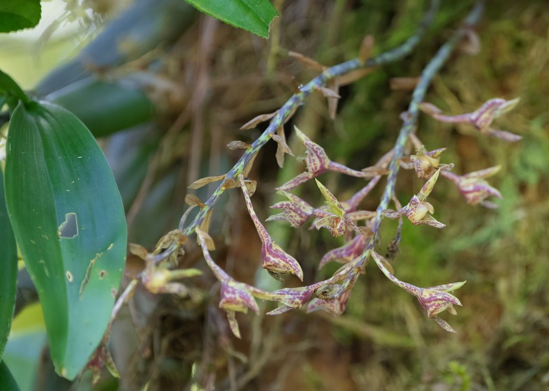 Bulbophyllum kingii photo 3