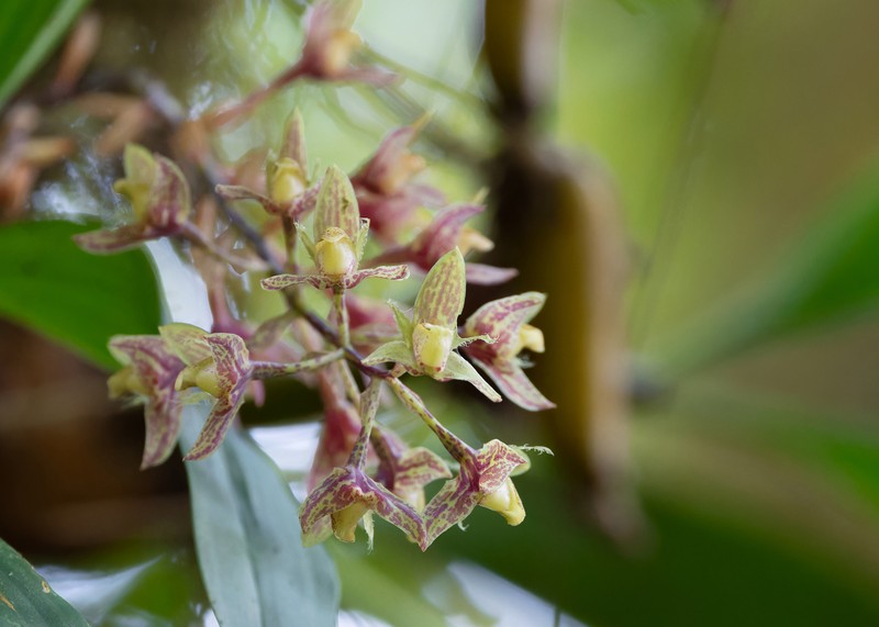 Bulbophyllum kingii photo 4