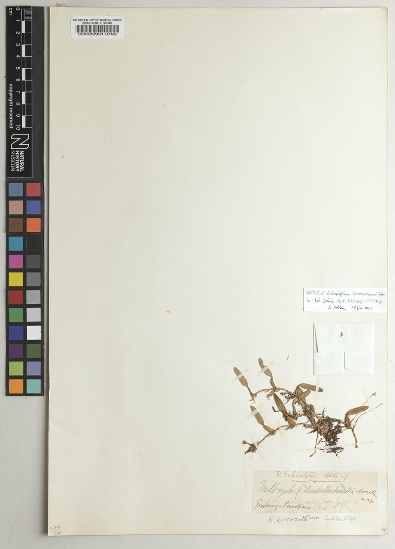 Bulbophyllum kirroanthum