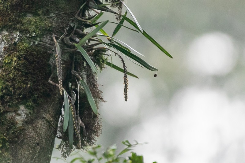 Bulbophyllum kivuense