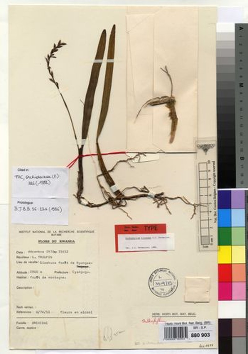 Bulbophyllum kivuense photo 4
