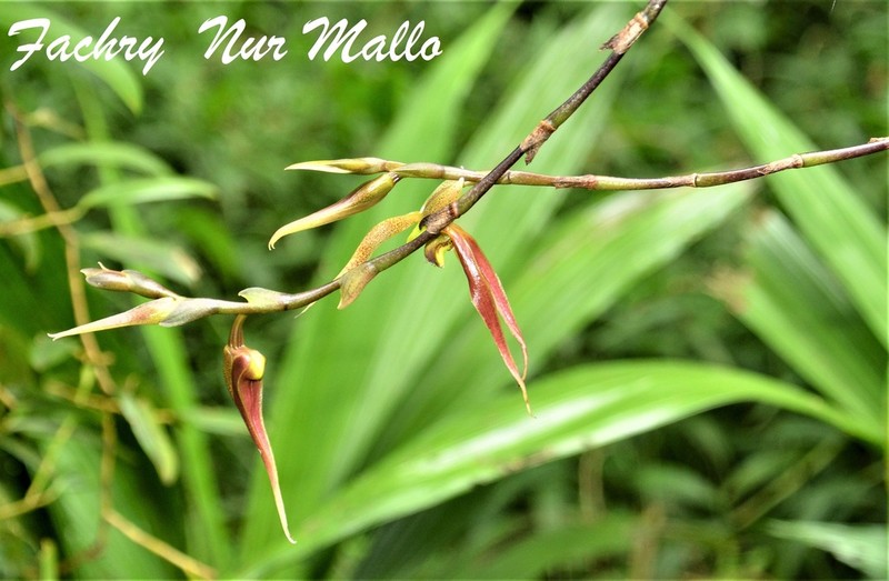 Bulbophyllum klabatense photo 2