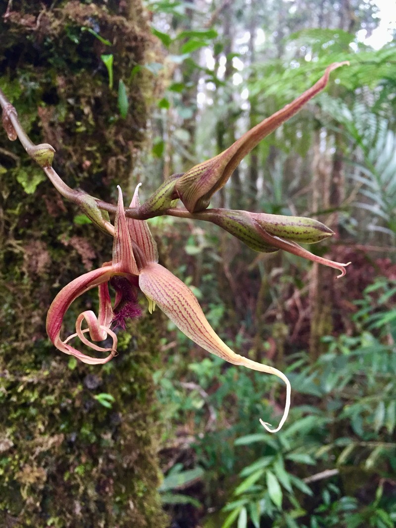 Bulbophyllum klabatense photo 3