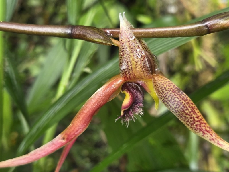Bulbophyllum klabatense photo 4
