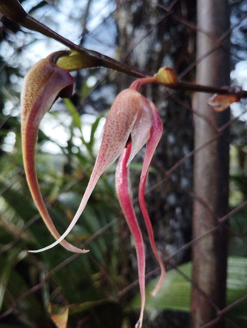 Bulbophyllum klabatense photo 5