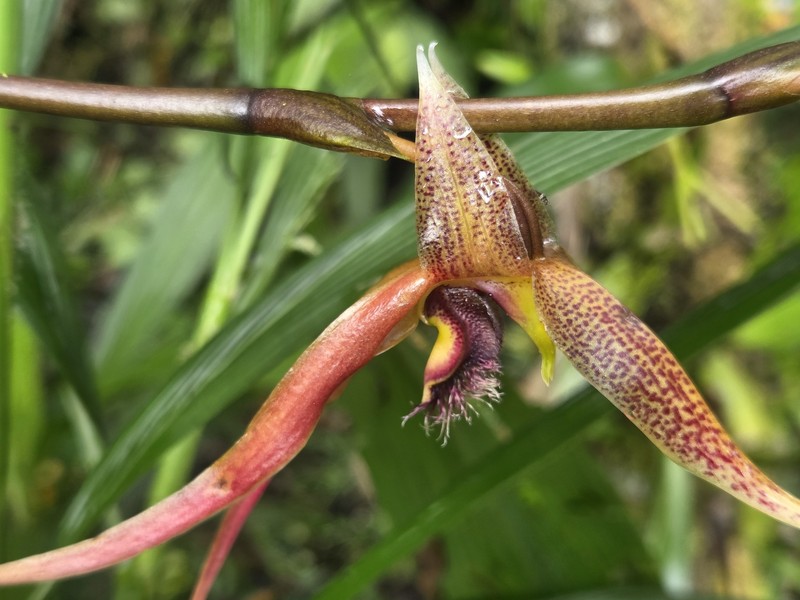 Bulbophyllum klabatense photo 6