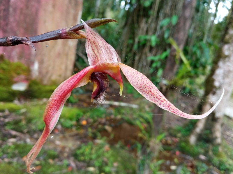 Bulbophyllum klabatense photo 8