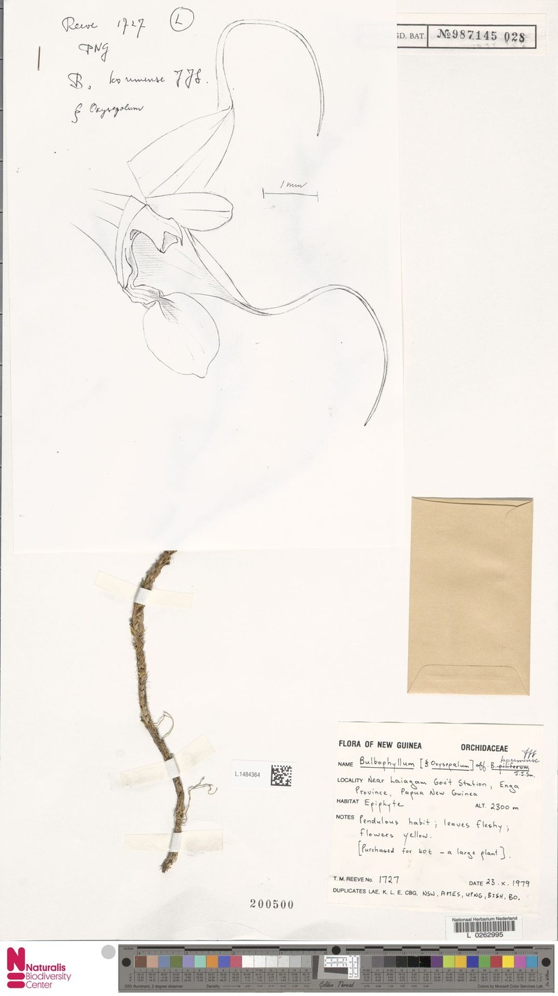Bulbophyllum korimense
