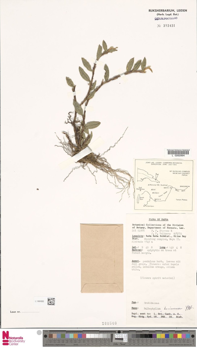Bulbophyllum korimense photo 2