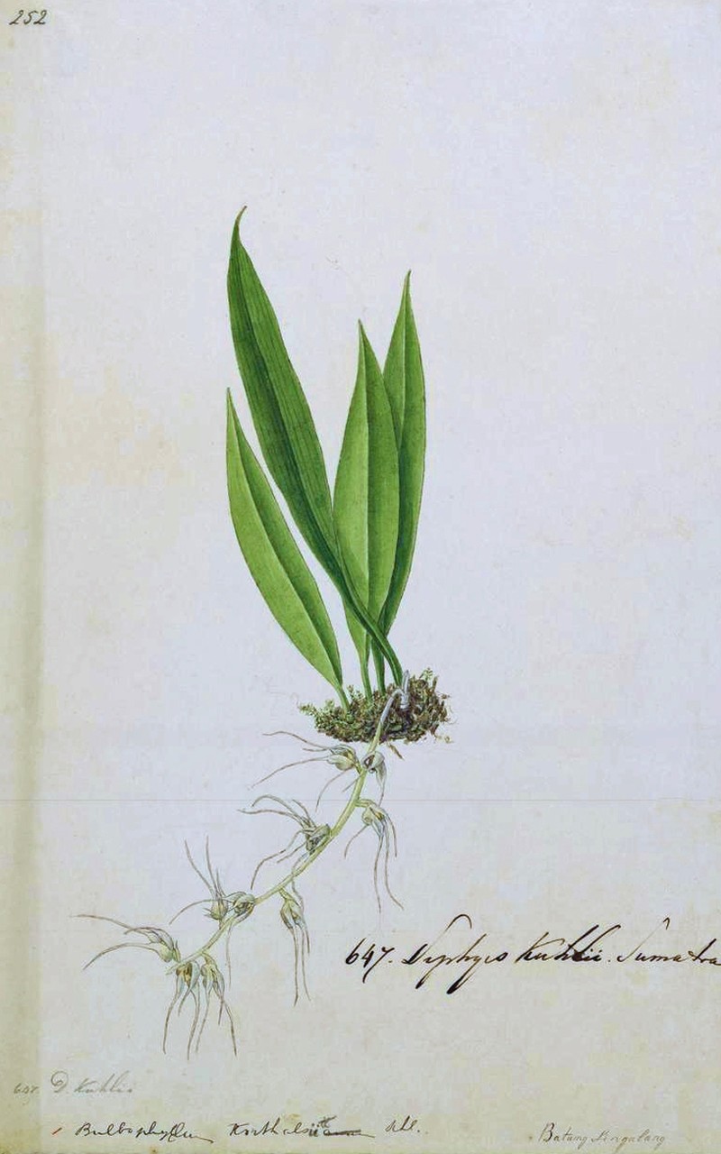 Bulbophyllum korthalsii